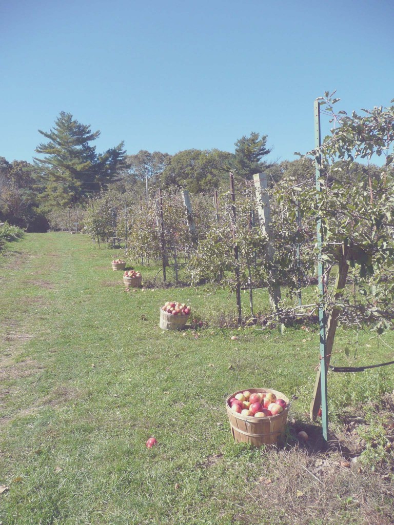 Apple Picking at Old Stone Orchard