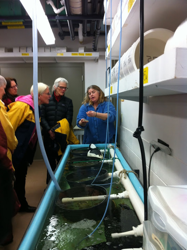 A visit to the shellfish aquaculture laboratory at Roger Williams University