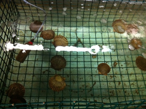 A visit to the shellfish aquaculture laboratory at Roger Williams University