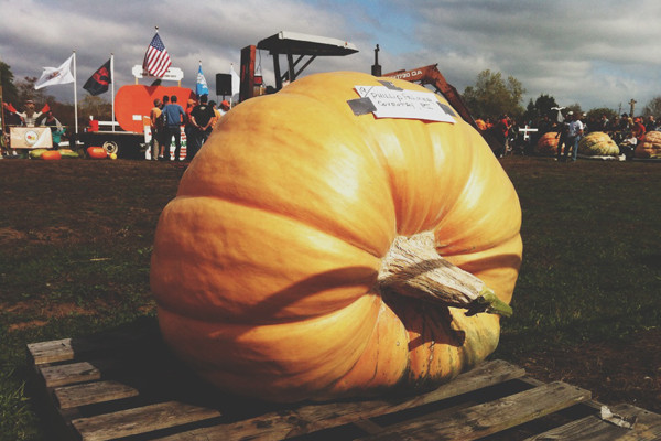 Frerich's Farm Giant Pumpkin Weigh-off