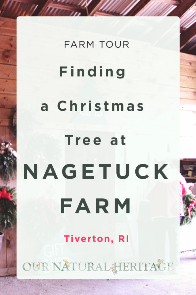 Searching for a Christmas Tree at Nagetuck Farm RI