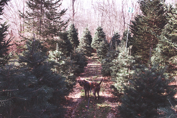 Searching for a Christmas Tree at Nagetuck Farm RI