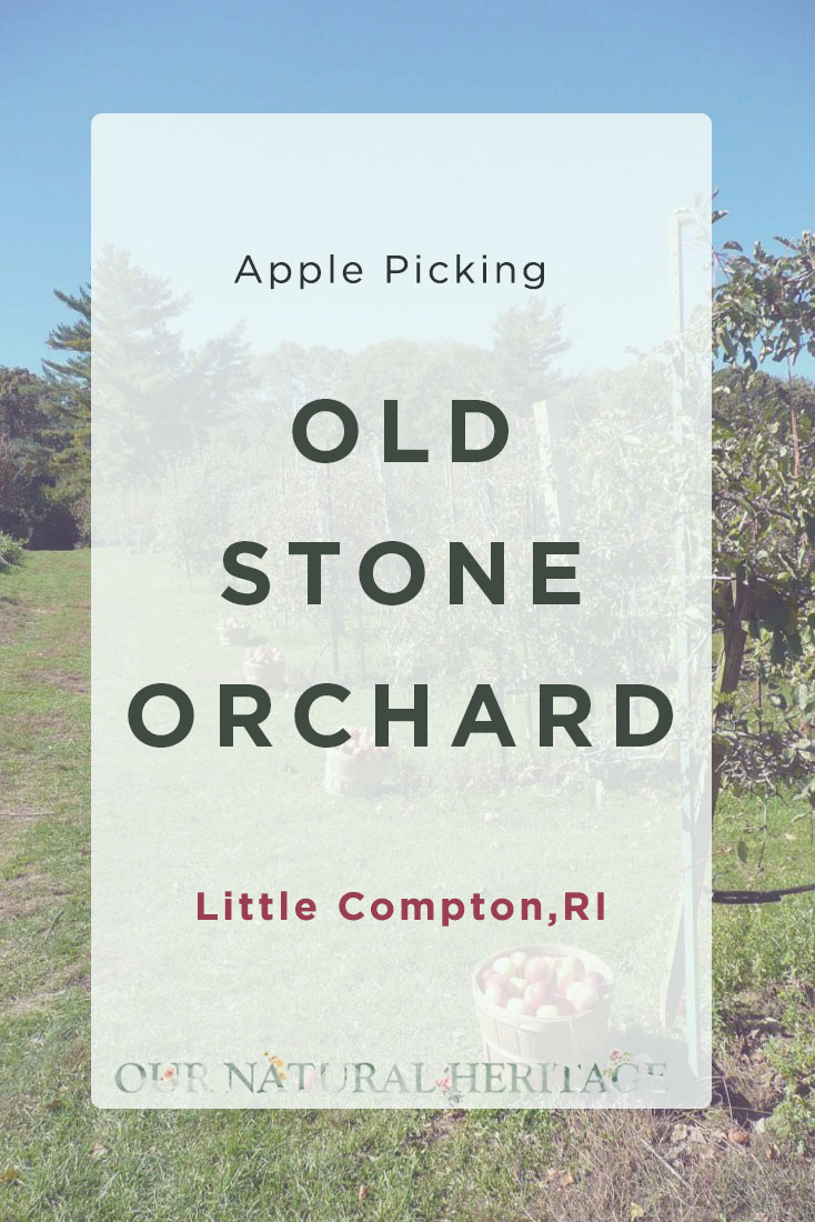 Apple Picking at Old Stone Orchard