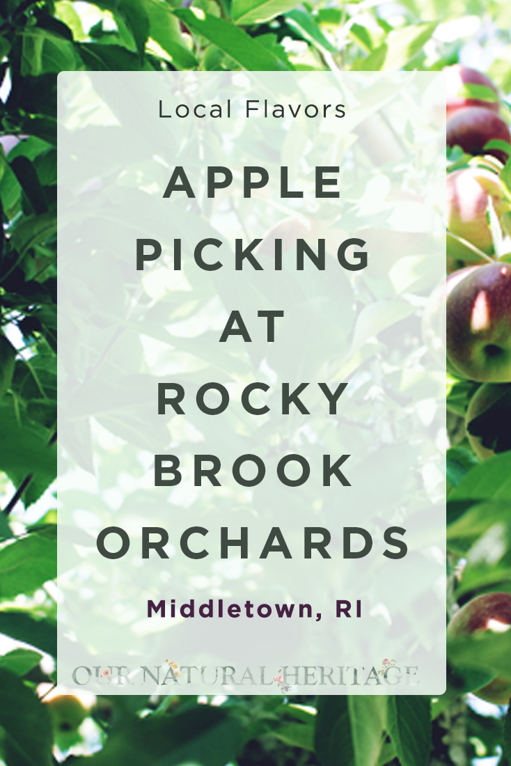 Picking Apples at Rocky Brook Orchards