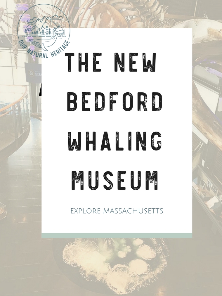 Exploring the historic culture of the whaling industry at the New Bedford Whaling Museum