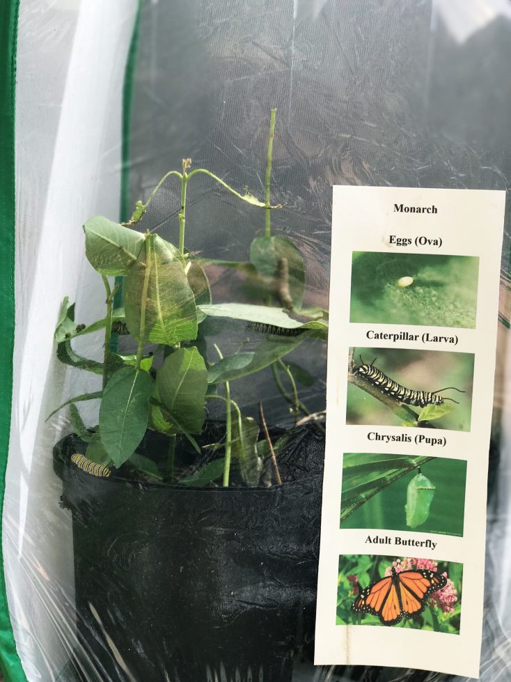 FREE Montessori Homeschool Nature Inspired Lesson Plan! This Explorer Guide teaches children 4 and up about Monarch Butterfly Migration, Habitat and Life Cycle!